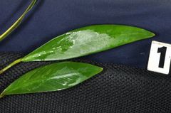 レア　ワイルド　アヌビアス　ギニア産　３種セット