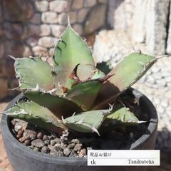 チタノタシーザー TK36 アガベ 10ｃｍポット おすすめ販売 写真の子をお届け 特定販売