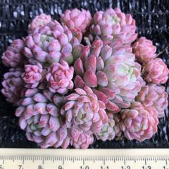 超可愛い　多肉植物　エケベリア　桜ブールドネージュ　群生苗　抜き苗　1株