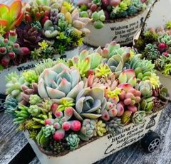 オーダー承ります 多肉植物寄せ植え そのまま飾れる ちま寄せ花車
