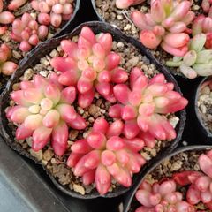 ❣️花火❣️現品 エケベリア 寄せ植え 多肉弁当 多肉植物 - メルカリ