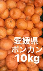 愛媛県産　ポンカン　柑橘　10kg