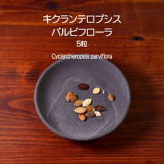 キクランテロプシス・パルビフローラ 種子 5粒 塊根植物 コーデックス 多肉植物 観葉植物 キクランテロプシスパルビフローラ Cyclantheropsis parviflora