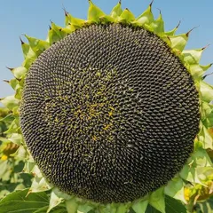 ひまわり　タイタン　種子のサムネイル