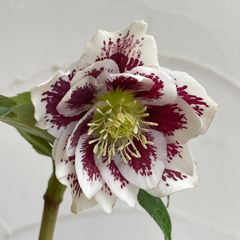 クリスマスローズ　開花株　4号ラベル苗【個体番号B-10】※メルカリ便発送