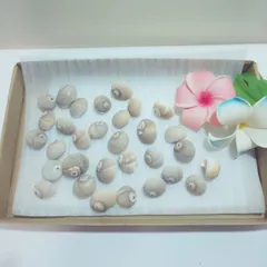 貝殻 海のカタツムリ イチゴガイ 詰め合わせ