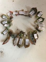 多肉植物　葉挿し