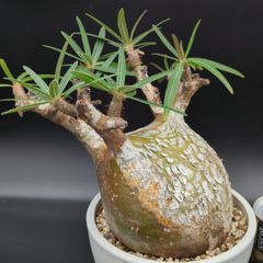 発根済】【現地球】パキポディウム グラキリス 大株 - メルカリ 発根済】【現地球】パキポディウム グラキリス 大株 - メルカリ