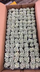 か*ん様 H555　粉花妖（ふんかよう）　16株　抜き苗　多肉植物 エケベリア 16株の抜き苗セット】粉花妖（ふんかよう） 多肉植物 佐川急便