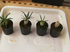 ユッカロストラータ抜き苗1株(鉢などは付きません)タグつき