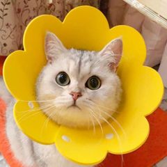 Item thumbnail for item 8297835f-9826-4237-934d-07222e8fd9fa