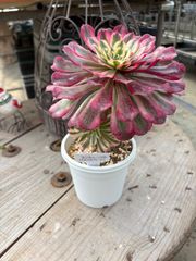 アエオニウム ホワイトムーンライト トロピカルガーデン 多肉植物