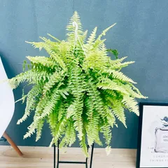 ネフロレピス 7号 シダ系 PLANCHU 観葉植物 ネフロレピス モンタナ