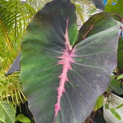 【希少】　コロカシア　ブラッドファーレン　colocasia blood fallen