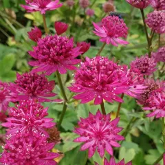 2025年最新】astrantiaの人気アイテム - メルカリ