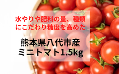 熊本県八代市産ミニトマト1.5kg