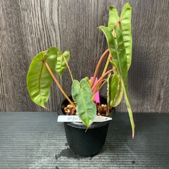 フィロデンドロン ビレッティア Philodendron “Billietiae”