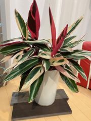 ストロマンテ・トリオスター A1 現物販売  インテリア 観葉植物
