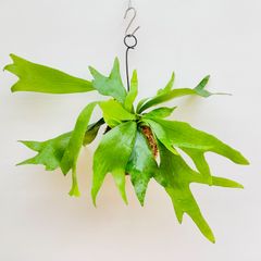 【394A】ビカクシダ（コウモリラン）アルシコルネ（アルキコルネ）の苔玉※第4種郵便で発送します。