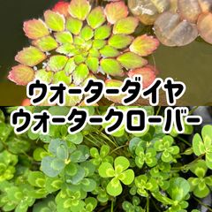 ウォーターダイヤ1+ウォータークローバー2