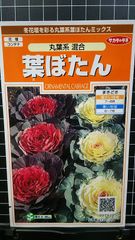 丸葉 系 葉牡丹 葉ぼたん ハボタン 種 郵便 ３袋セット
