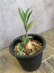 上海の女王　シンニンギア　3.5号鉢　塊根　塊根植物