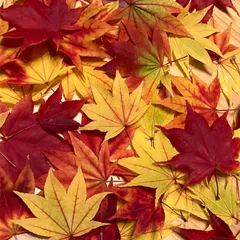 北海道産　極上 錦のもみじカエデ　５０枚プラスα 紅葉の押し花 　押し葉