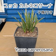 安いユッカ カルネロサーナの通販商品を比較 | ショッピング情報