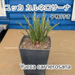 2025年最新】ユッカ カルネロサーナの人気アイテム - メルカリ