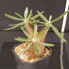 2025年最新】カクチペス 現地の人気アイテム - メルカリ