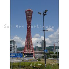 みなと神戸に咲く華 「ユリカモメ」 A3 サイズ光沢写真縦 写真のみ