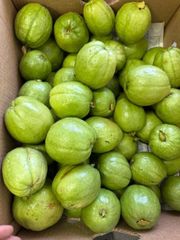 沖縄産 グアバ 1キロ・Okinawa Fresh Guava・Ổi Tươi