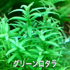 グリーンロタラ水中葉　20本