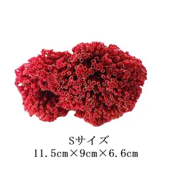 2025年最新】パイプオルガンサンゴの人気アイテム - メルカリ