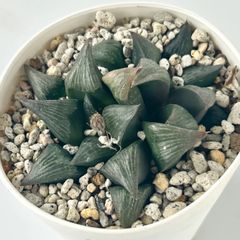 【多肉植物】ハオルチア・コレクタ交配×コレクタ