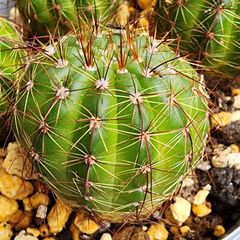 純正短毛丸寄せ植え - メルカリ