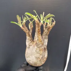 2025年最新】ベアルート グラキリスの人気アイテム - メルカリ