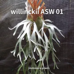 P.Willinckii cv Mutant ウイリンキー選抜　子株付き P.Willinckii cv Mutant ウイリンキー選抜個体 - メルカリ