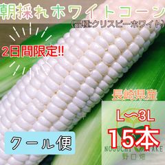 朝採れ ホワイトコーン 期間限定 スイートコーン とうもろこし 15本