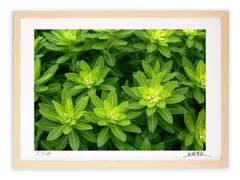 アートフォト 絵画 壁掛け ハクサンタイゲキ/白山/インテリア 壁掛け 額入り 額装込 風景画 油絵 ポスター アート アートパネル リビング 玄関 プレゼント モダン アートフレーム おしゃれ 飾る Mサイズ