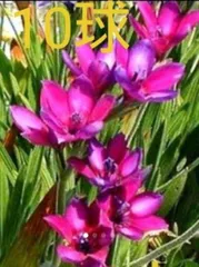 バビアナ 紅色/紫  10球　球根　ホソザキアヤメ　花　植物のサムネイル
