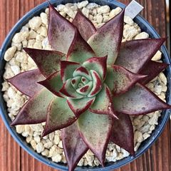 多肉植物 サブセシリス  3株　抜き苗　エケベリア 抜き苗】多肉植物☆エケベリア属サブセシリス錦☆モーニング