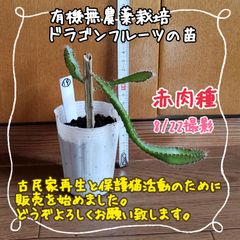 【新芽ぐんぐん♪】無農薬栽培ドラゴンフルーツの苗⑲