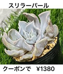 スリラーパール  多肉植物 多肉 エケベリア 人気 💜