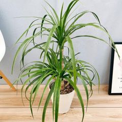 ［現品］【希少】2番 ドラセナ　カンボジアーナ　7号　観葉植物　レア　室内　幸福の木　一本立ち　かっこいい　おしゃれ R