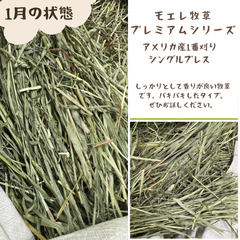 アメリカ産シングルプレス1番刈り500g×8
