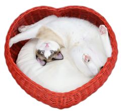 猫用品 ラタンベッド 猫ソファ　愛猫籐製品  ラタンハートシェイプベッド"