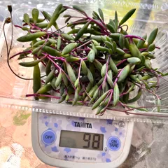 〜多肉植物カット苗〜ルビーネックレス100グラム