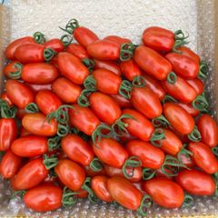 長崎県産ミニトマトフラガール1キロ