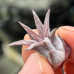 チランジア イオナンタ パープルハート Tillandsia ionantha Purple Heart＊エアプランツ＠フラワーショップ江口